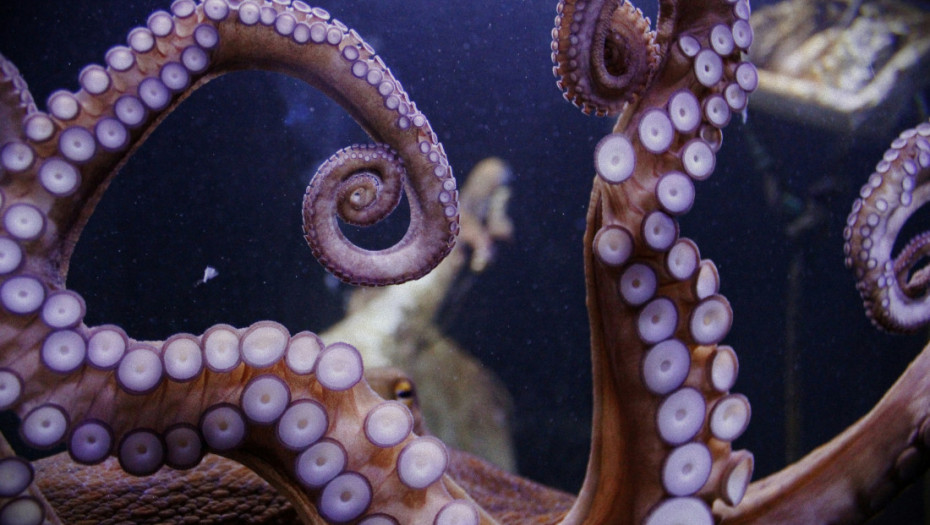 Hobotnice mogu da se pare, a da se međusobno ne vide