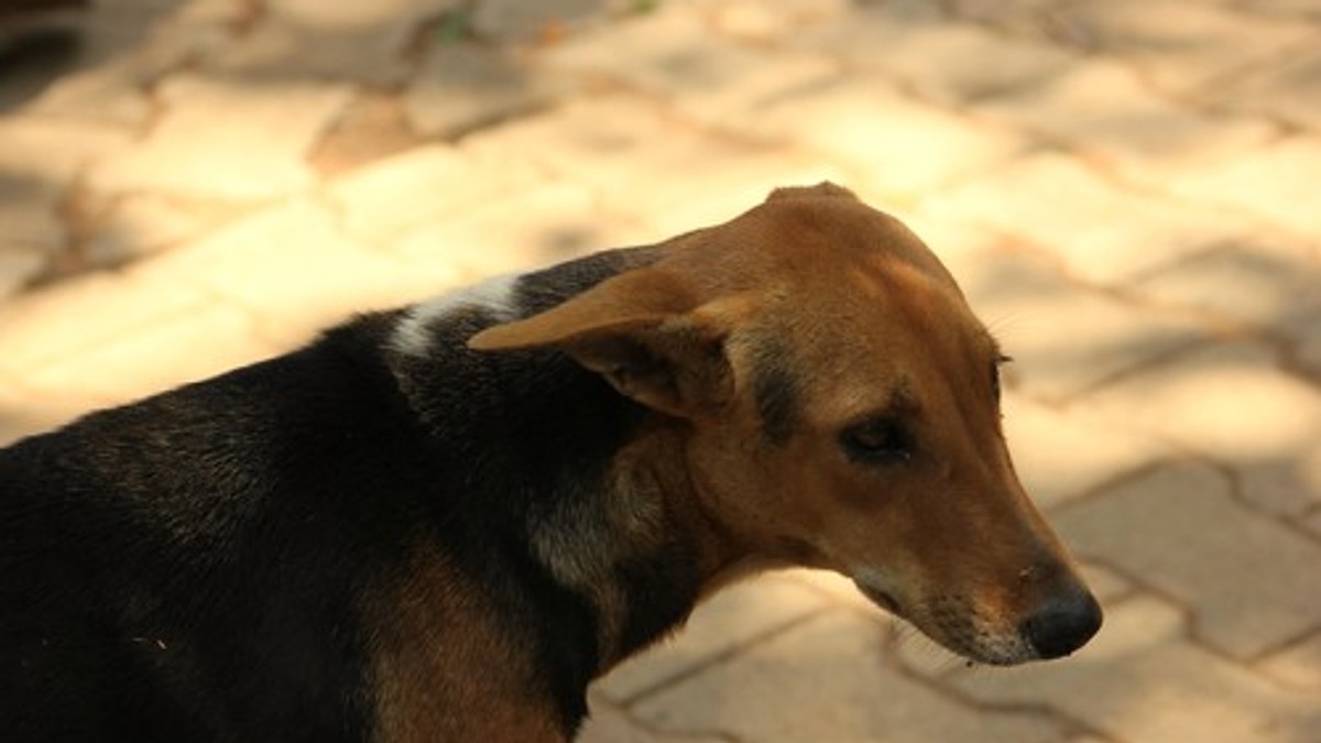 Uginuo omiljeni pas Beograđana: Duleta su svi voleli, a sada žele da mu se oduže