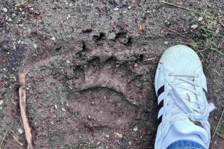 MEŠTANI SU PRIMETILI OTISKE, PA VIDELI ZAKLANE OVCE! Jeza u selu kod Požege:“ Očajni smo i nemoćni!“ (FOTO)