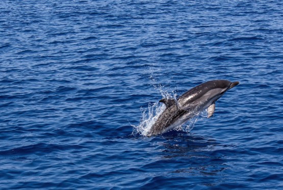 Delfin napravio šou među kupačima na Jadranu, igrao se s loptom (VIDEO)