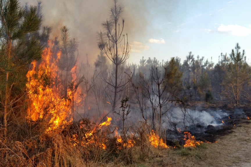 Veliki požar u komšiluku: Vatra guta borovu šumu, angažovani sve raspoložive snage!