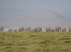 Nakon uginuća 15 slonova u kenijskom Nacionalnom parku Amboseli pokrenuta istraga