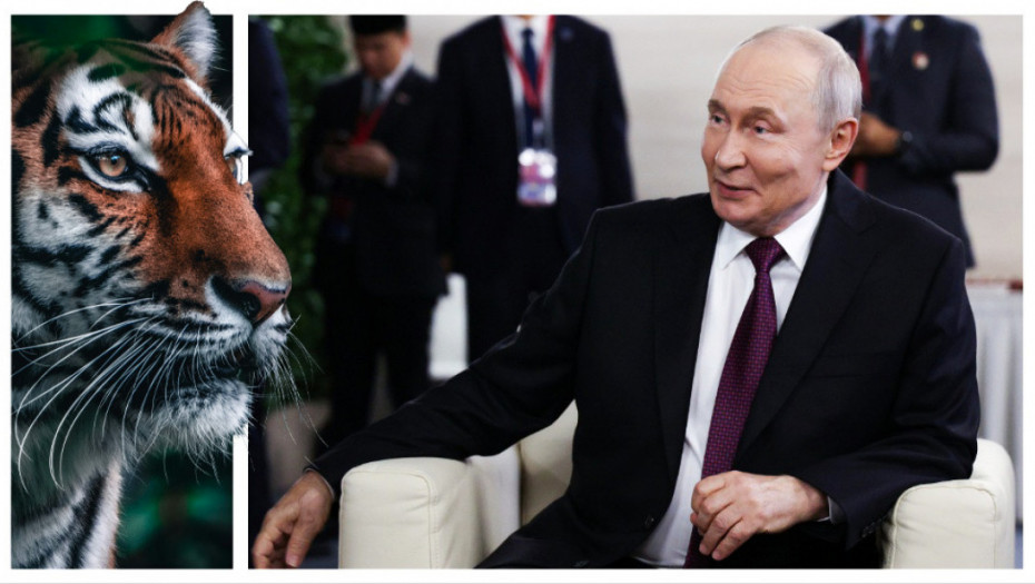 Putin se u šumi sreo sa amurskim tigrom