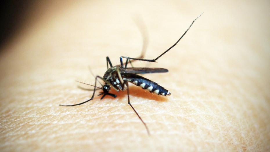 Aedes aegypti se prvi put razmnožava u Velikoj Britaniji